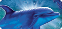 Aquatic Collection T-Shirts, Tees, Tie-Dyes