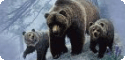 Bear T-Shirts, Tees, Tie-Dyes