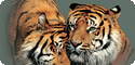 Big Cat Collection T-Shirts, Tees, Tie-Dyes