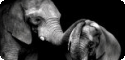 Elephant & Rhino T-Shirts, Tees, Tie-Dyes
