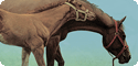 Horse T-Shirts, Tees, Tie-Dyes